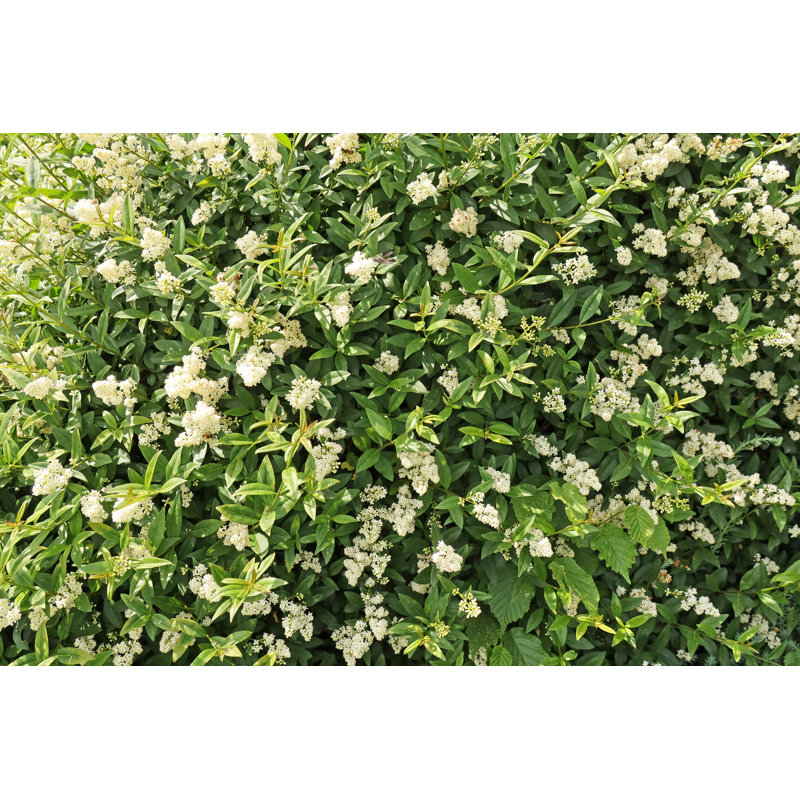 White Flowering Liqueur Hedge by Basieb, 12" H x 18" W