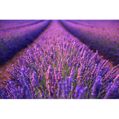 Lavender Field - Photographie sur toile tendue