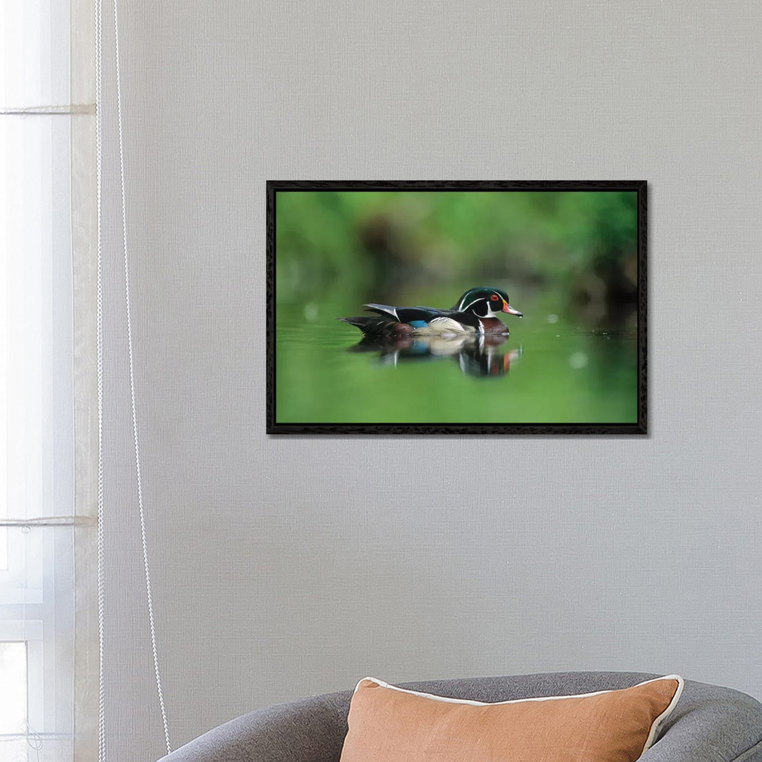 Wood Duck Male Portrait, British Columbia, Canada von Tim Fitzharris - Galerie-verpackte Leinwand Giclée auf Leinwand