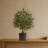 Olive Artificial Tree