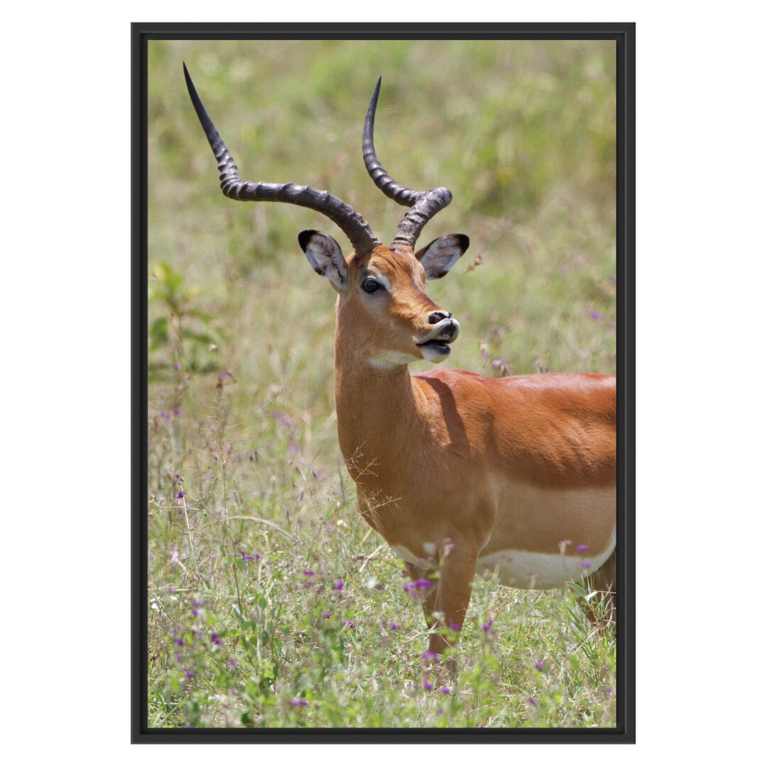 Gerahmtes Wandbild DorkasgazelleWildgras