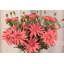 Chrysanthemum - 28 Inches Box of 12-253384966
