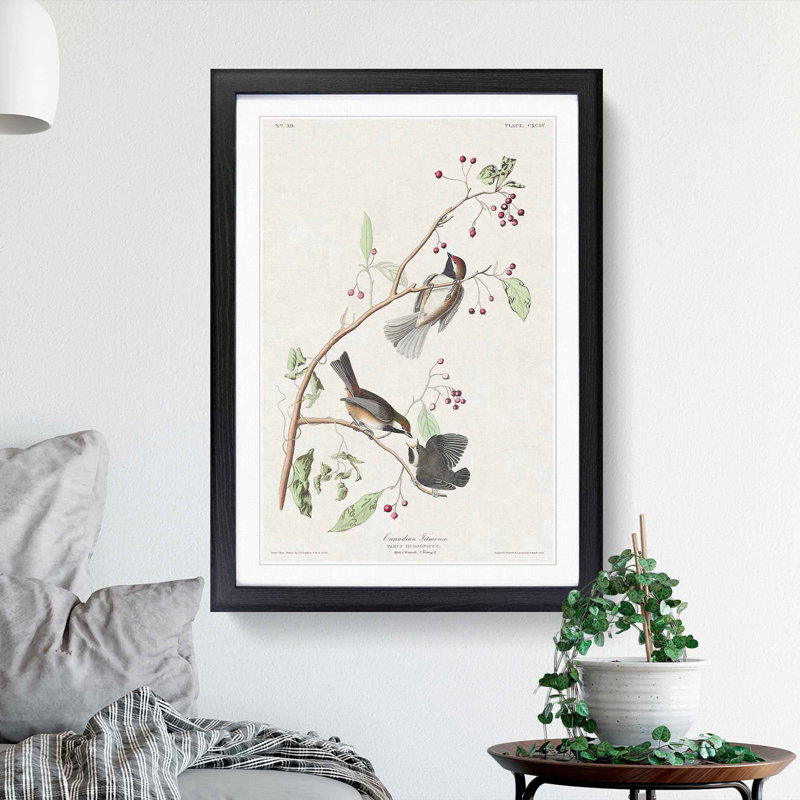 Canadian Titmouse Birds by John Audubon - Picture Frame Painting Print, Black Framed, 65cm H x 48cm W x 2cm D