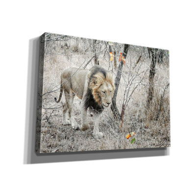 " Lion " Graphic Art Print
