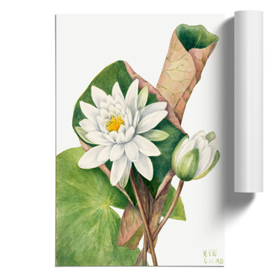 American Waterlily by Mary Vaux Walcott - Frameless Print