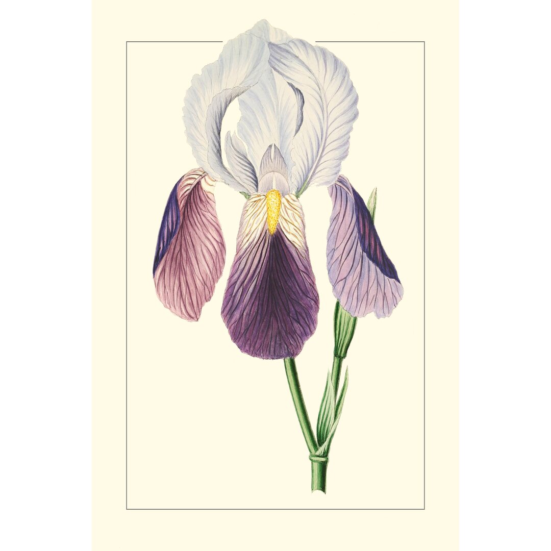 Leinwandbild Purple Irises I