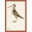 18th Century Bird Re-Strikes IV Painting