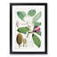 Himalayan Magnolia Flower by W. H. Fitch - Picture Frame Painting Print-55580183-55580181