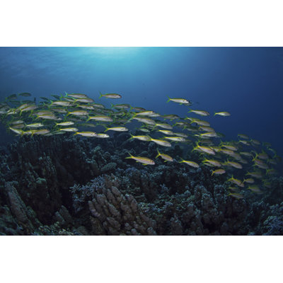 Gadbois Yellowfin Goatfish - Wrapped Canvas Print
