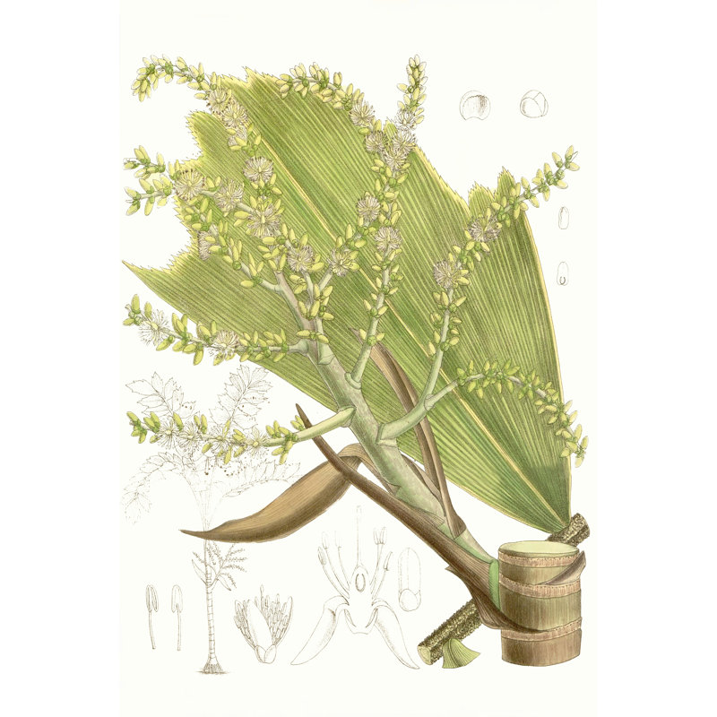 Palm Melange III - Wrapped Canvas Art Prints, 46cm H x 30cm W x 3.8cm D