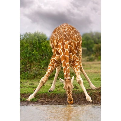 " Drinking Giraffe "