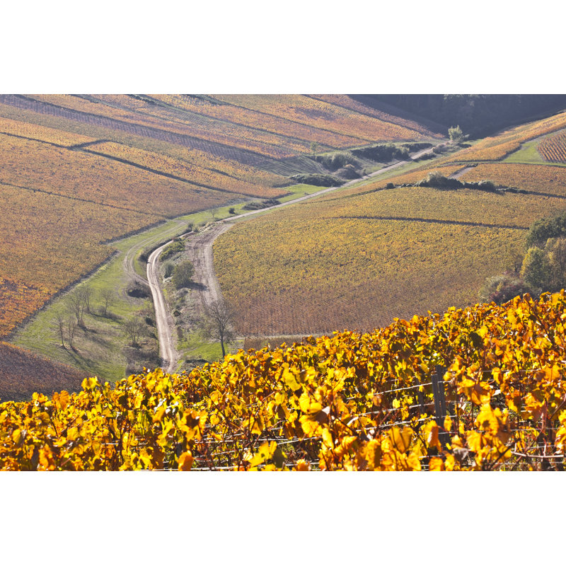 Hodgskin Chablis Vineyards - Wrapped Canvas Print, 30cm H x 46cm W x 3.8cm D