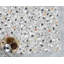 Netasha Chair Mat-67579591