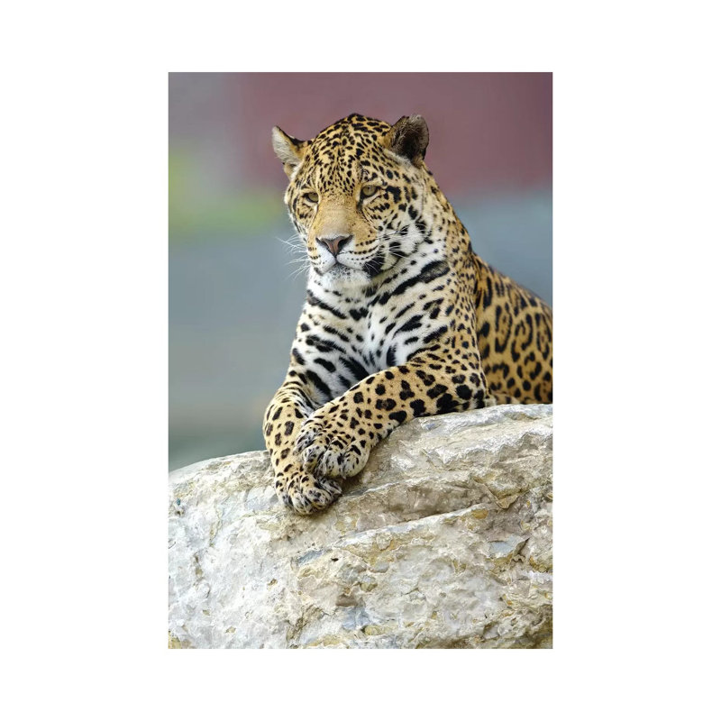 Jaguar III by Goran Anastasovski - Wrapped Canvas Print, 30.48 cm H x 45.72 cm W