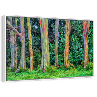 Eucalyptus arc-en-ciel