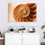 Coque Aletra Nautilus à l'intérieur-107680916