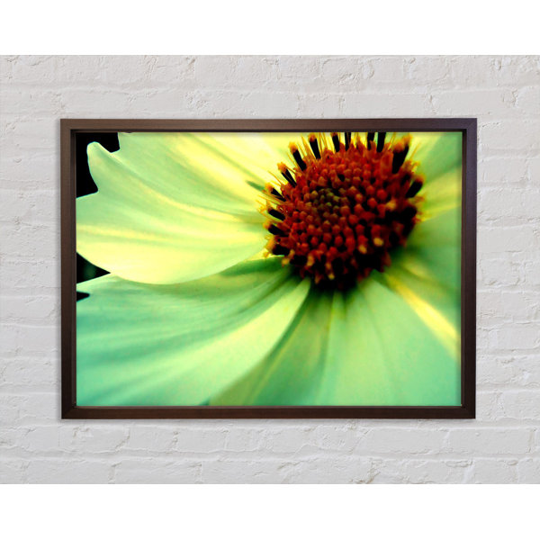 Bright Star Petals FP - Single Picture Frame Print on Canvas | Wayfair ...