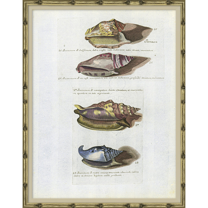 Coquillages de mer - Cadre photo, impression sur papier