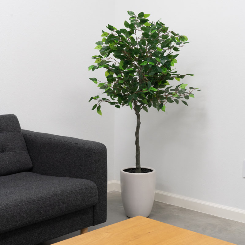 Arbre vert 5 pi dans un pot en céramique blanche, Vert foncé