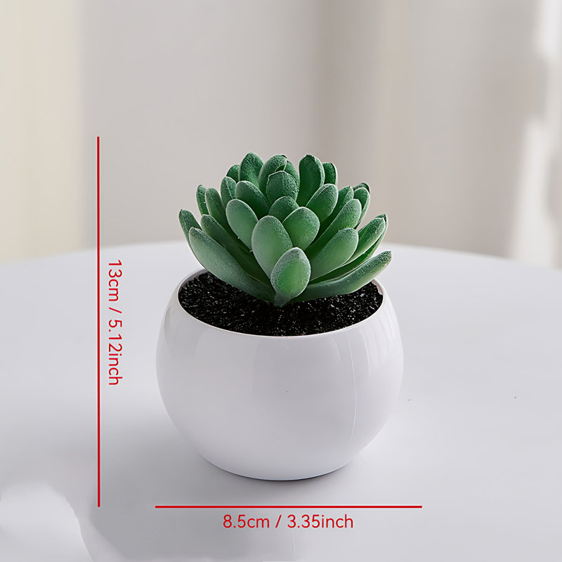 Plante grasse de 5,12 po