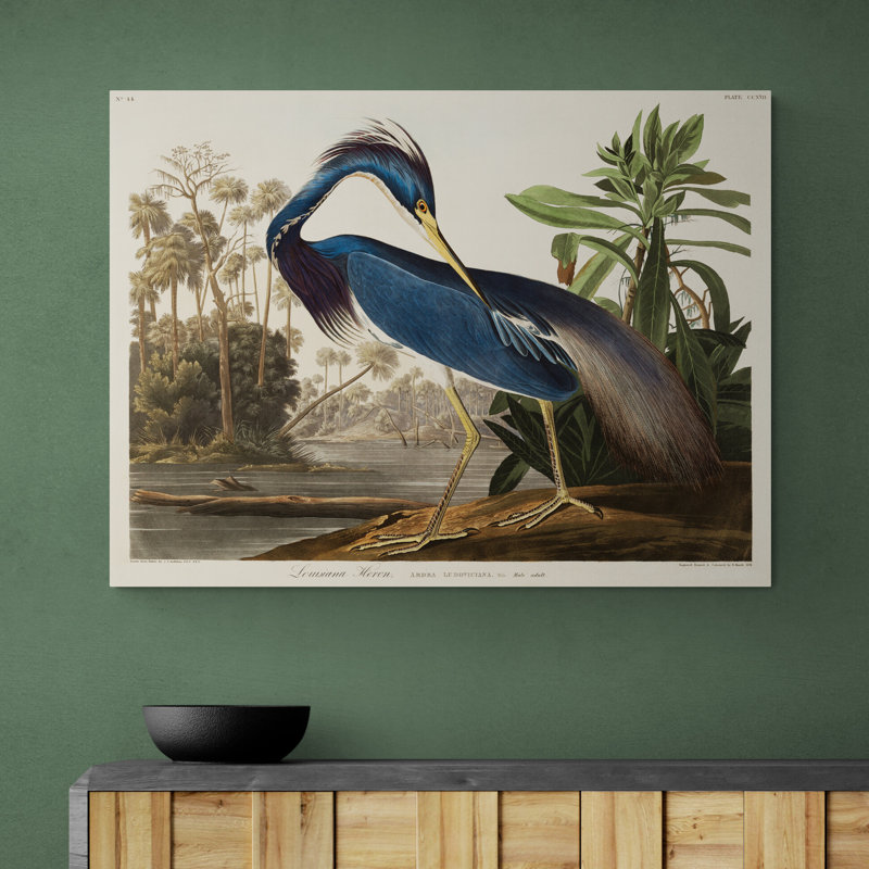 Louisiana Heron Bird by John Audubon - Art Prints on Canvas, 41cm H x 61cm W x 4cm D
