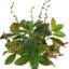 Seasonal Magnolia Leaf And Berry Holiday Arrangement
