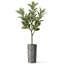 Artificial Tree Striped Planter Fake Rubber Silk Tree (Plant Pot Plus Tree)-104345555
