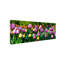 « row of tulipes » par kurt shaffer, reproduction de photo sur toile tendue-12628621