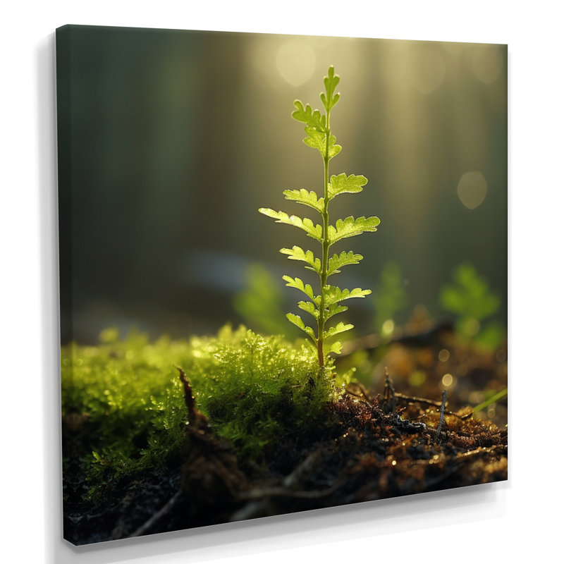 «Young Tree Forest Sunset - Leaves», art mural, Toile tendue, H 30 po x l 30 po x P 1 po