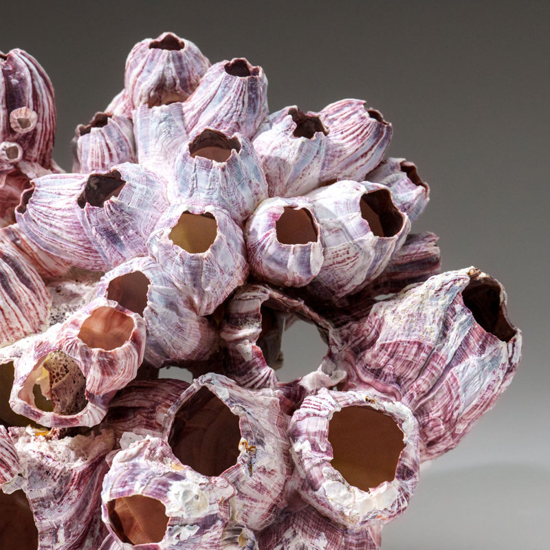Genuine Purple Acorn Barnacle Cluster (1 Lb)