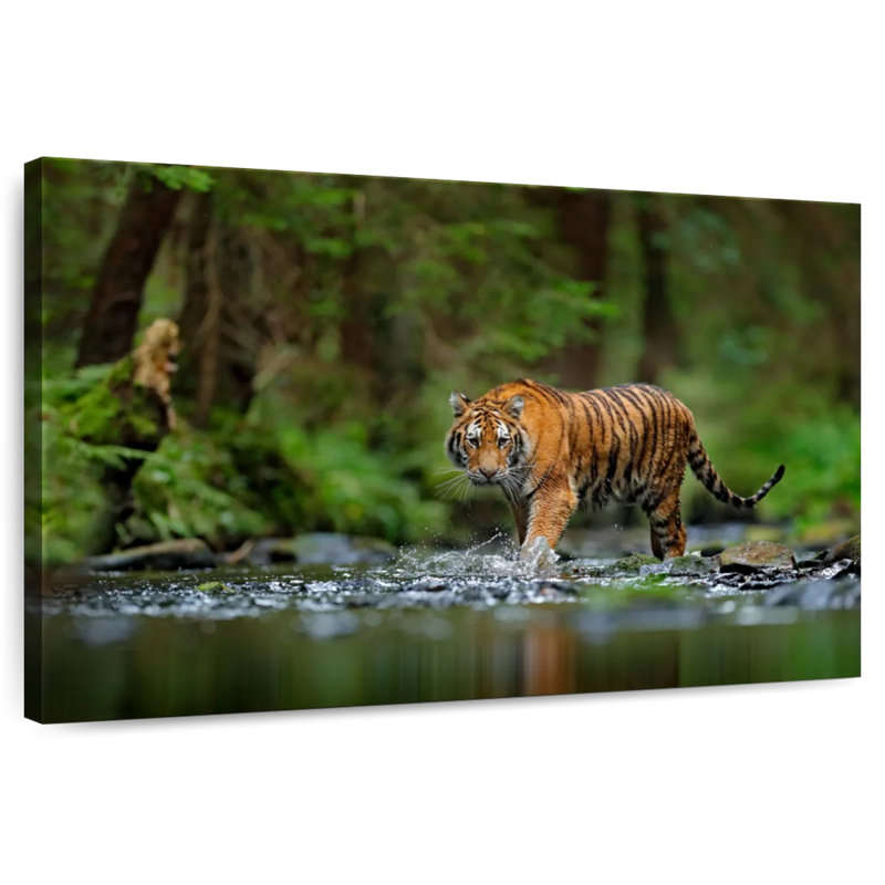 Tigre de Brampt dans la rivière, H 8 po x l 12 po