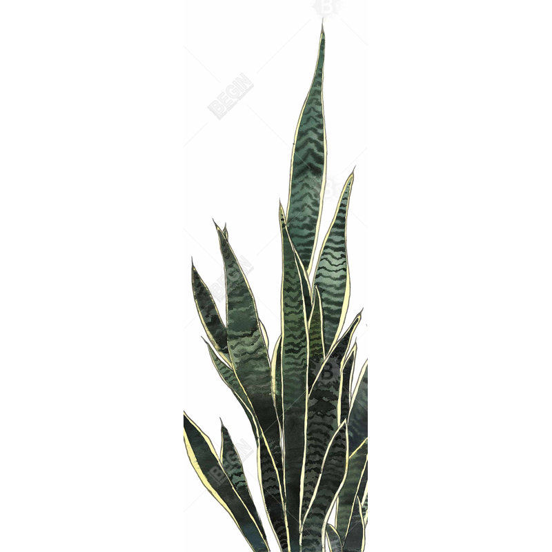 «Snake Plant», art botanique sur toile