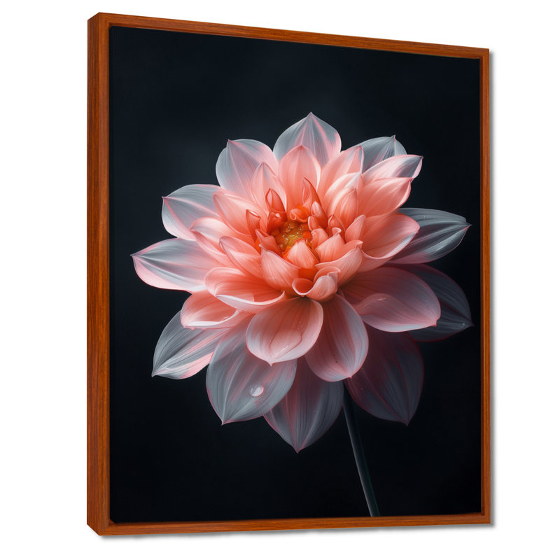 Rose sur fond noir Dahlia Vibes II - Dahlia, Cadre flottant brun, H 12 po x l 20 po