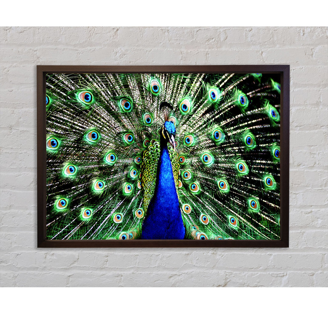 Atemberaubende Peacock FeaThers - Single Picture Frame Kunstdrucke auf Leinwand