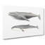 Humpback & Minke Whale by C.M. Scammon - Wrapped Canvas-55304180