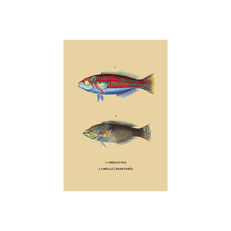 Girelle Pao et al. Graphic Art