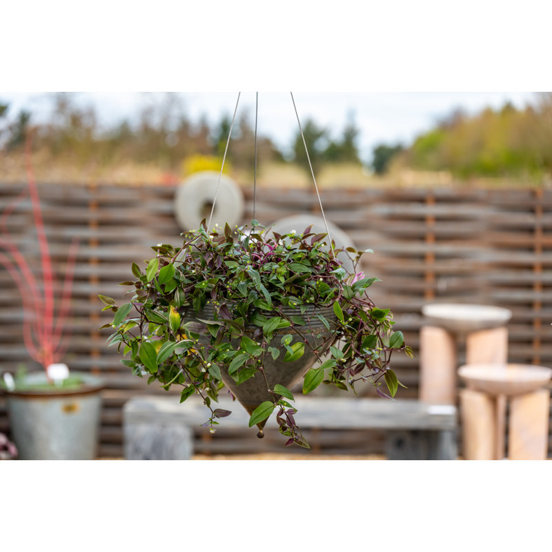 Mcgowen Metal Hanging Planter