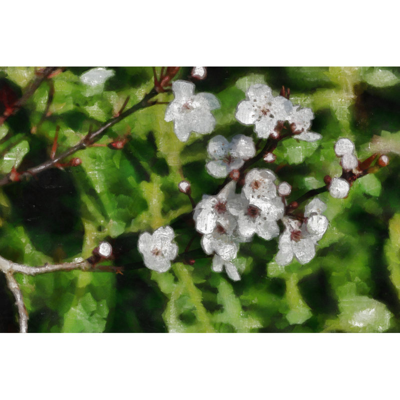 Painted White Flowers - Wrapped Canvas Painting, 20cm H x 30cm W x 3.8cm D