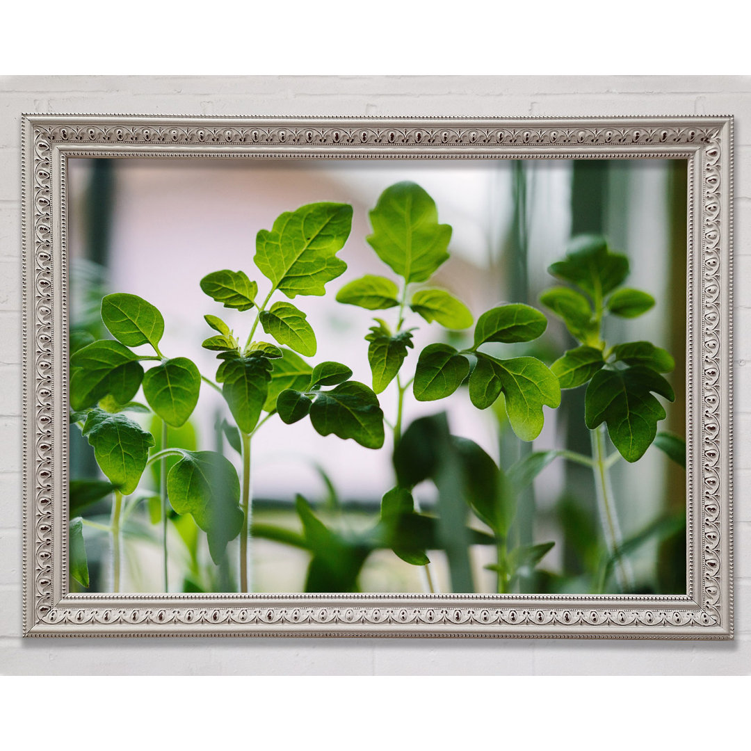 Baby Foliage Growing - Einzelner Bilderrahmen Kunstdrucke