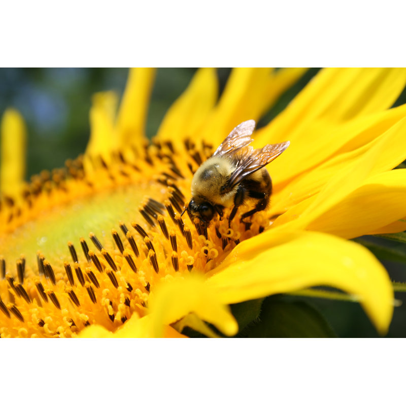 Abeille sur tournesol par Merrymoonmary, H 24 po x l 36 po