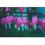 Bleeding Hearts Print by Alan Scherer