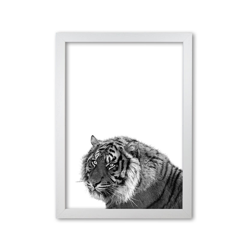 Tiger - Print, White Grain Frame, 60 cm H x 42 cm W x 5 cm D