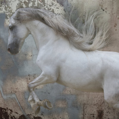 Chevaux exposés IV