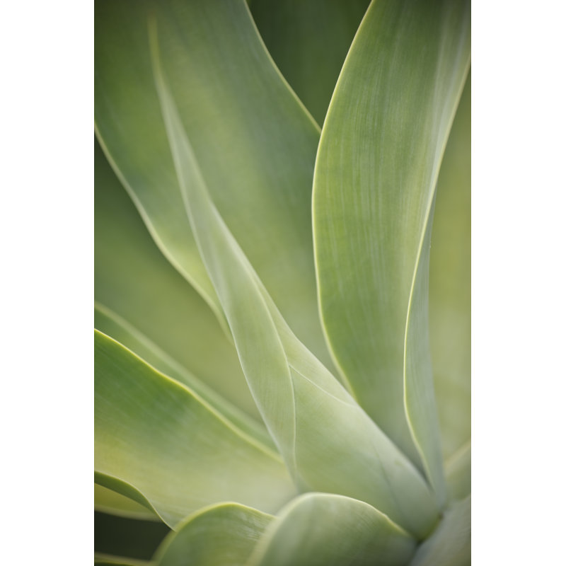 Agave Attenuata - Wrapped Canvas Art Prints, 46cm H x 30cm W