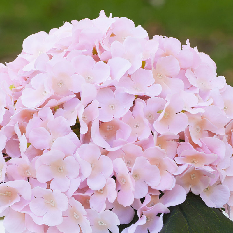 Arrangement floral d'hortensias en pot, Rougir