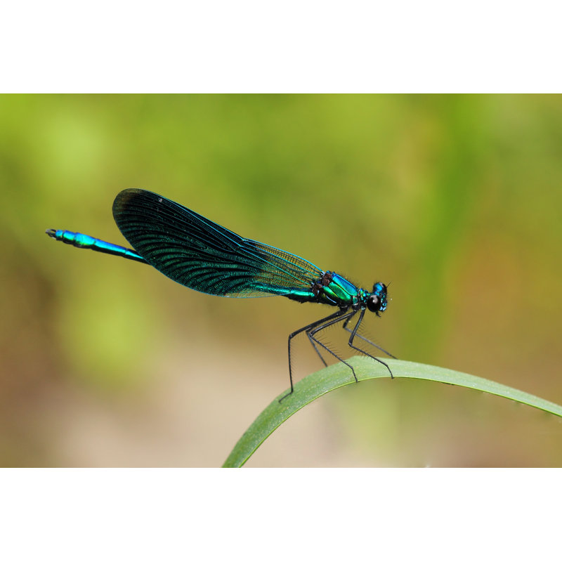 Beautiful Demoiselle (Calopteryx Virgo) On Grass by VitalisG - Wrapped Canvas Print, 30cm H x 46cm W