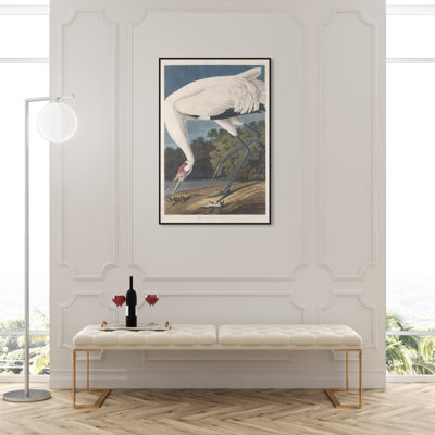 Robert Havell " Hooping Crane " by Robert Havell