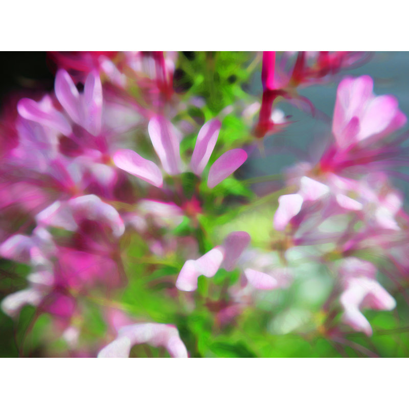 Delicato Botanica Print by Drew Gaffney, 24" H x 32" W