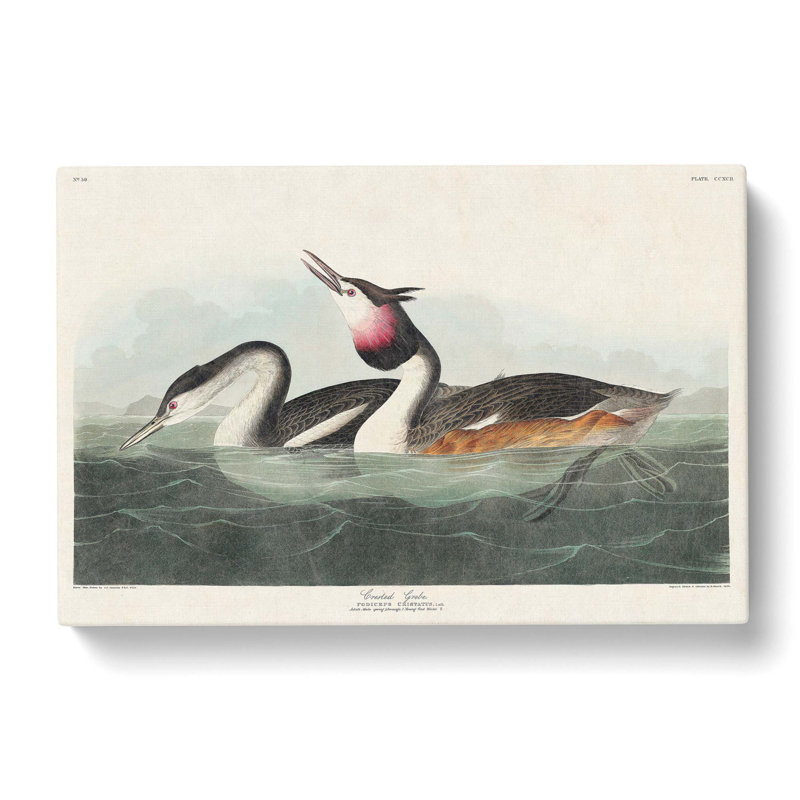 Crested Grebe - Wrapped Canvas Painting, 40cm H x 60cm W x 3cm D