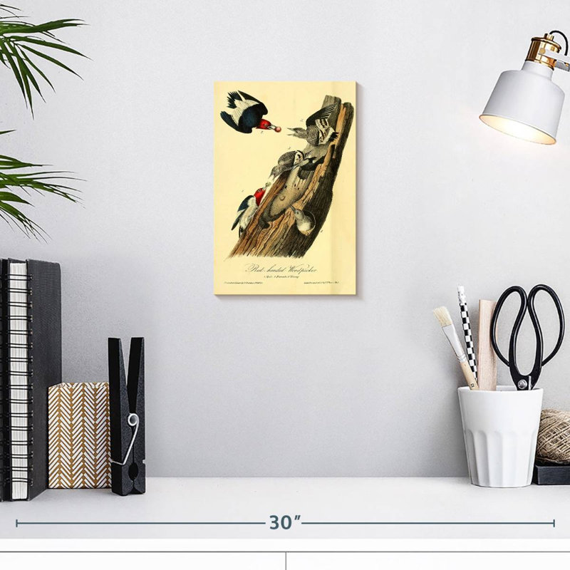 Pic à tête rouge Brampt d'oiseaux d'Amérique, H 12 po x l 8 po